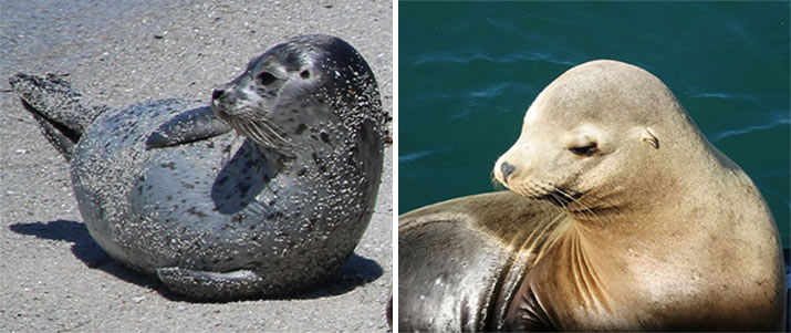 Seal and Sea Lion Pictures