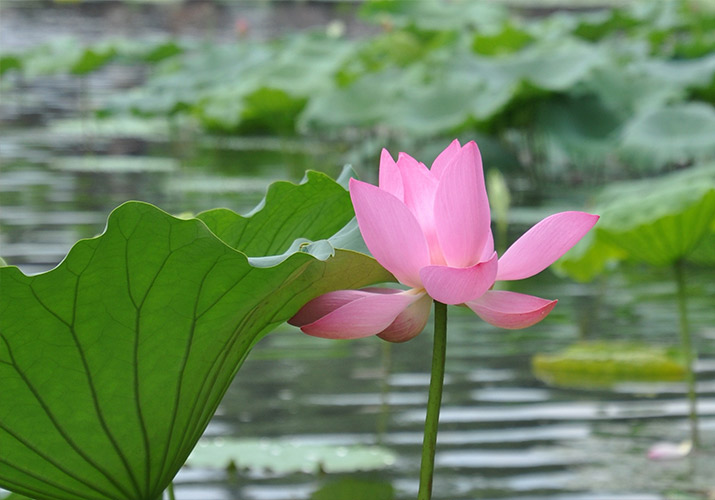 hangzhou-kinsai-lotus-blossom-west-lake-715