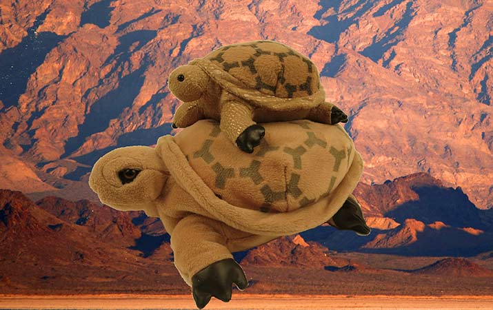 desert-tortoises-stuffed-animals-mojave-715