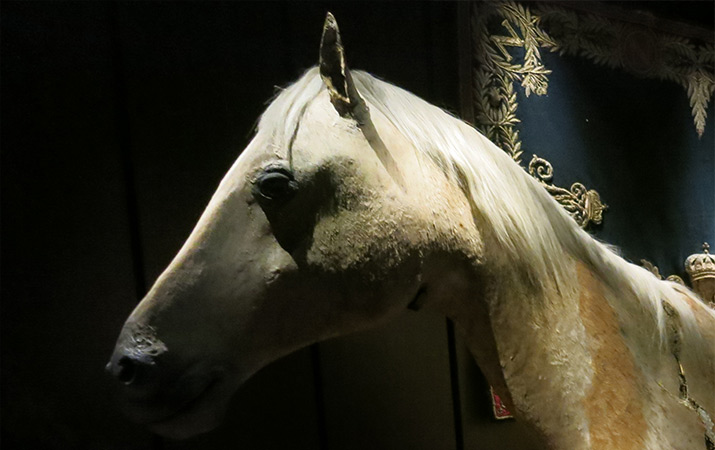 paris-army-museum-musee-armee-napoleon-horse-vizir-715