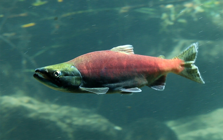 lake-tahoe-kokanee-salmon