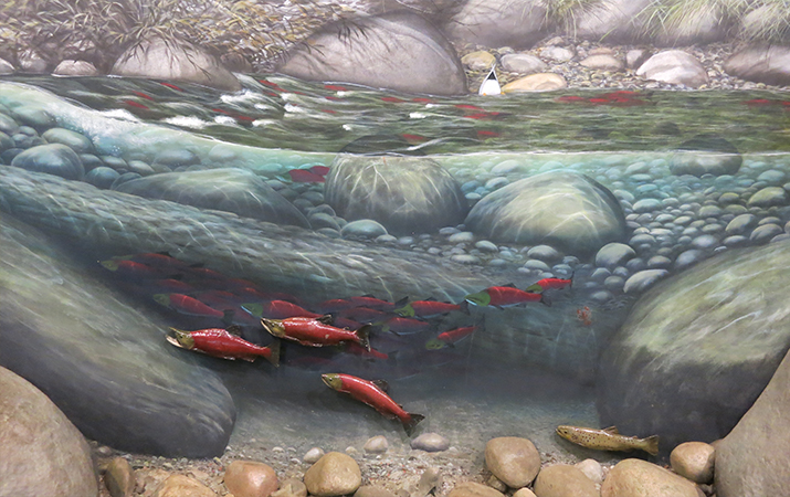 lake-tahoe-taylor-creek-stream-profile-chamber-salmon-715