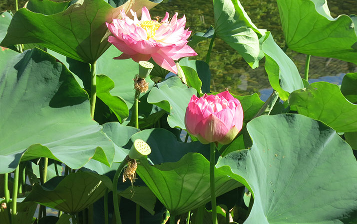 lan-su-chinese-garden-portland-lotus-flowers-715