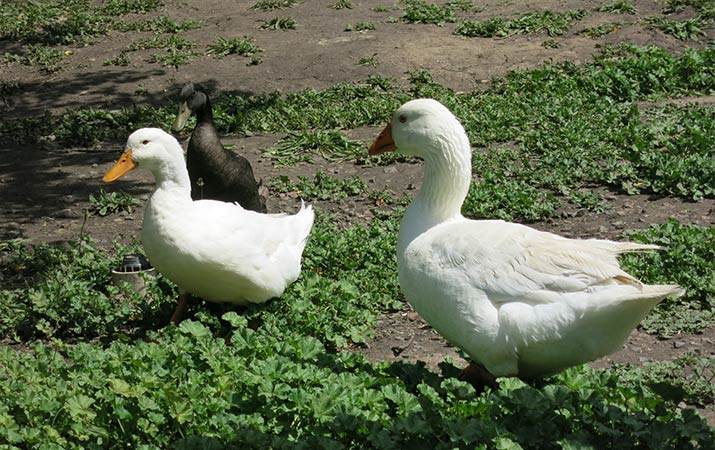 napa-connolly-ranch-ducks-715