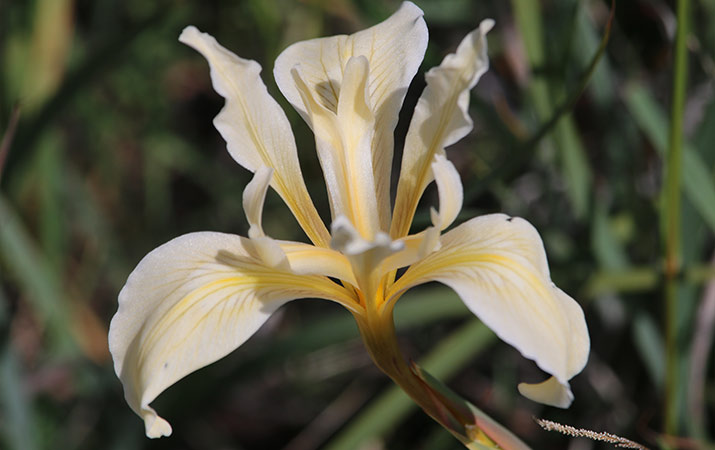 sonoma-sugarloaf-ridge-state-park-wildflowers-iris