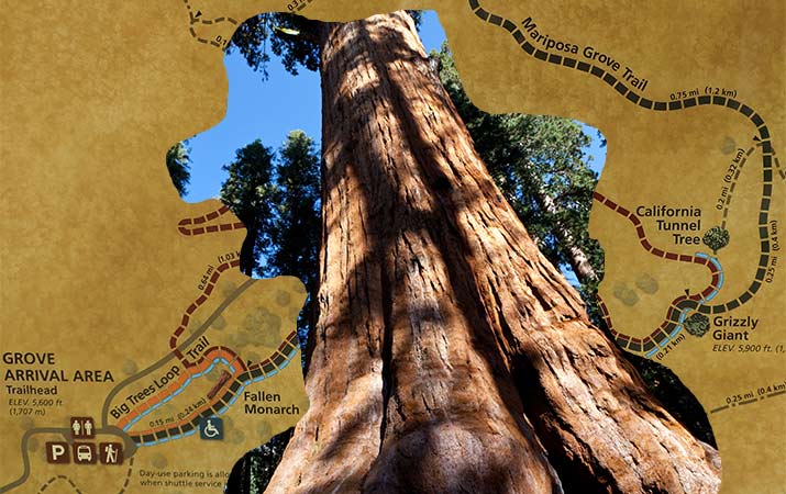 New Yosemite Mariposa Grove Of Giant Sequoias See The World