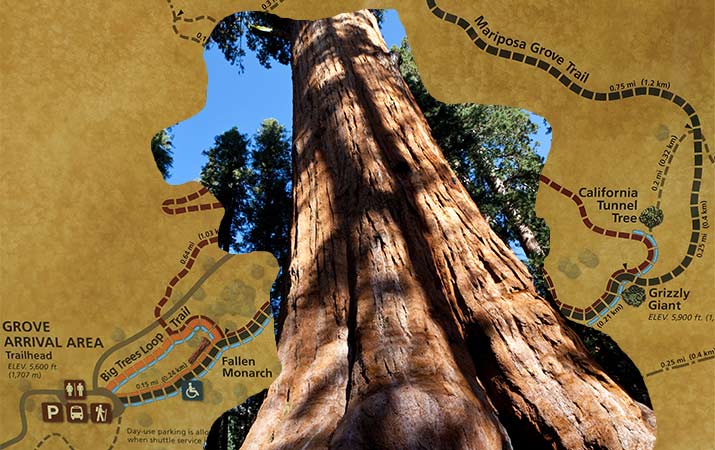 Big trees outlet loop trail yosemite