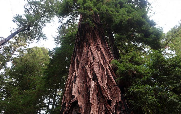 Medfølelse frugtbart Kaptajn brie California Coast Redwoods: Ancient wonders saved for future generations |  See the World