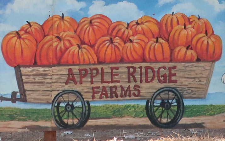 apple hill pumpkin patch