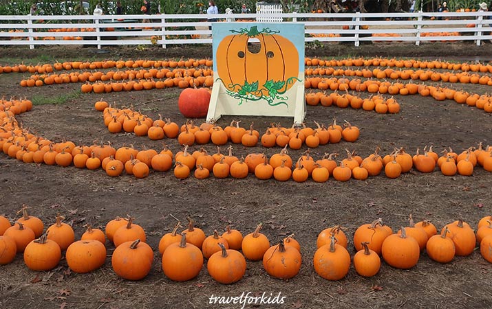 muelrath pumpkin patch photos