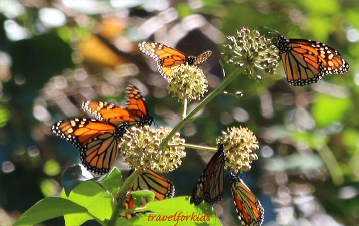 Monarch butterflies have arrived Three best California monarch