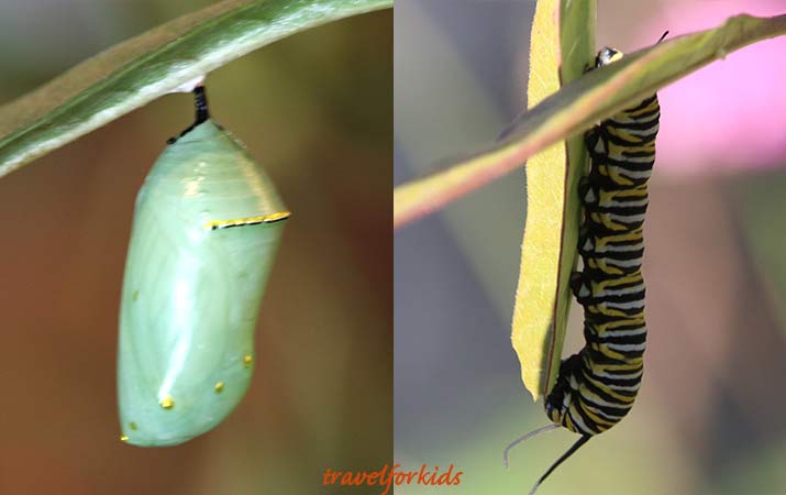 Monarch butterflies have arrived Three best California monarch