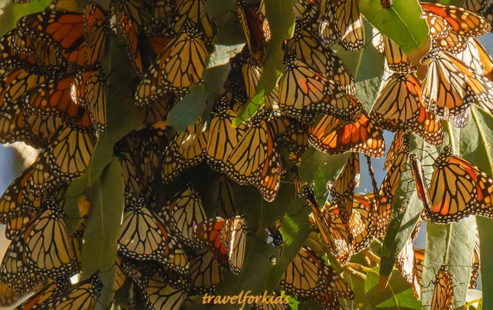 Monarch Butterfly Grove - Thousands of Butterflies in Pismo Beach