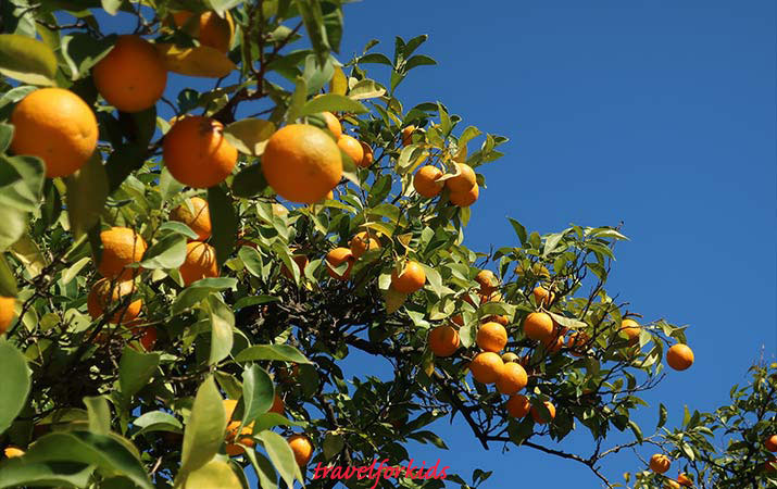 seville orange trees
