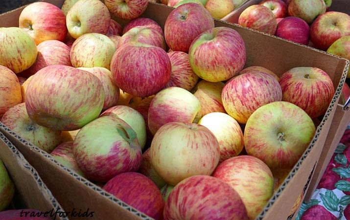 gravenstein apple fair box of apples